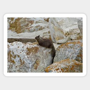 California Ground Squirrel-dom Sticker